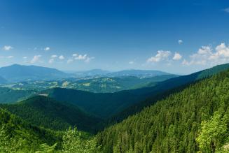 forest