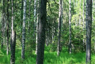 forest