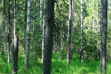 forest