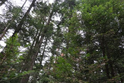 Forest
