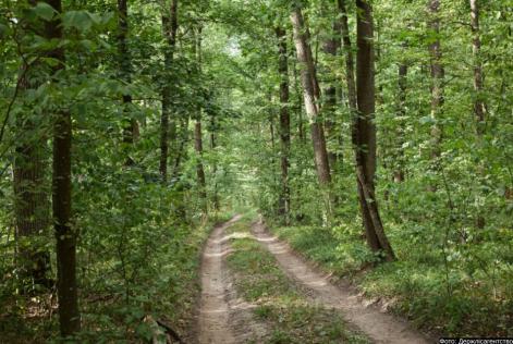 forest