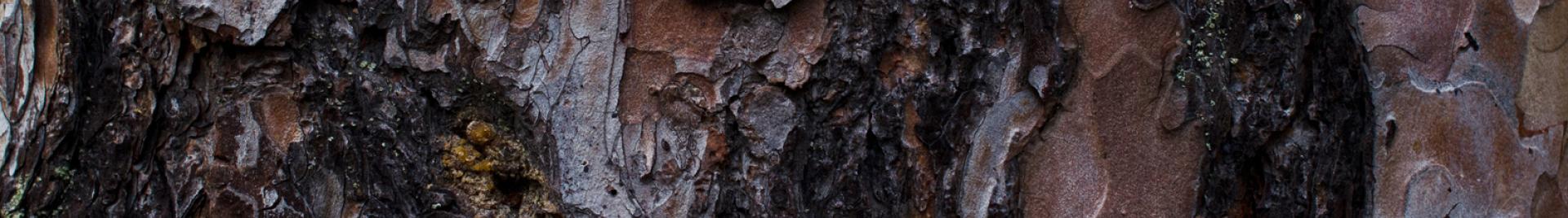 bark